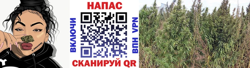 Конопля VHQ хочу наркоту Североуральск